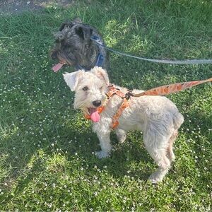 Meet your Posher, Samantha